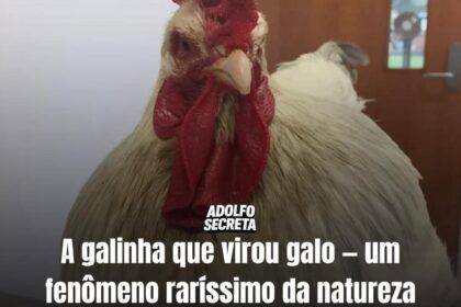 APÓS BOTAR OVO GALINHA VIRA GALO NO RIO GRANDE DO SUL! APÓS BOTAR OVO GALINHA VIRA GALO NO RIO GRANDE DO SUL!
