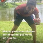 Menino picado por abelhas da cabeça aos pés morre em hospital ! Menino picado por abelhas da cabeça aos pés morre em hospital !
