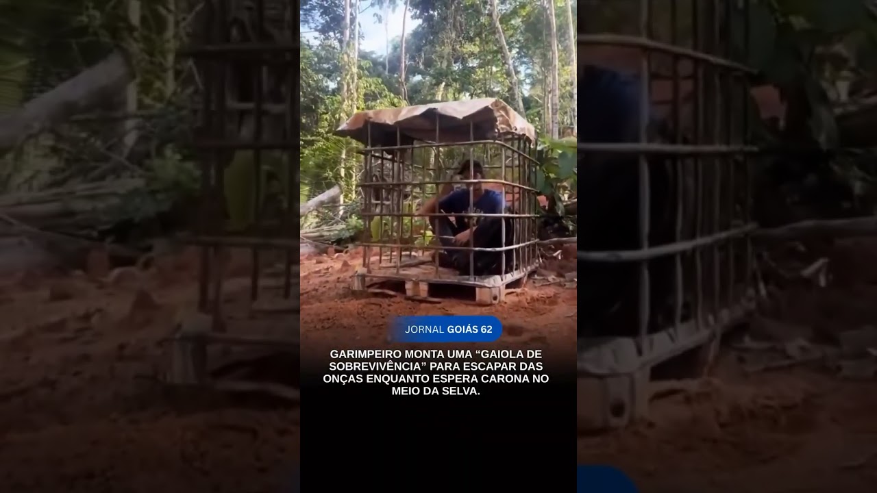 GARIMPEIRO FICA EM “GAIOLA ” PARA ESCAPAR DAS ONÇAS ENQUANTO ESPERA CARONA NO MEIO DA SELVA. GARIMPEIRO FICA EM “GAIOLA ” PARA ESCAPAR DAS ONÇAS ENQUANTO ESPERA CARONA NO MEIO DA SELVA.